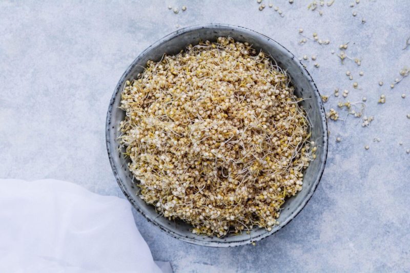 COMO GERMINAR QUINOA Mari Cocinillas